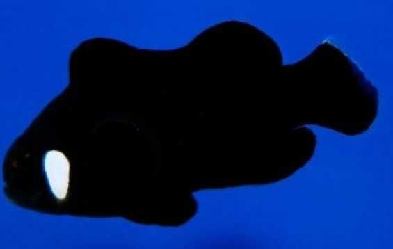 Akwarium morskie - Amphiprion ocellaris - DOMINO