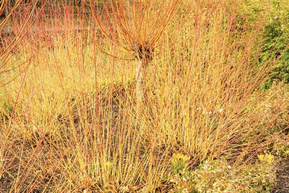 Wierzba płomykowa 'Yellow Flame' (Salix) Doniczka 2.0L