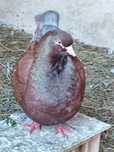 Gołębie King Kingi
