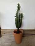 Euphorbia Trigona