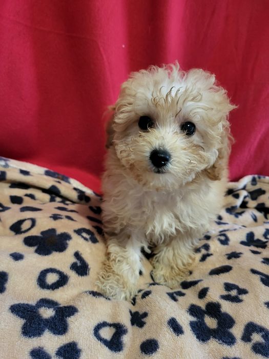 Maltipoo piesek zapraszam