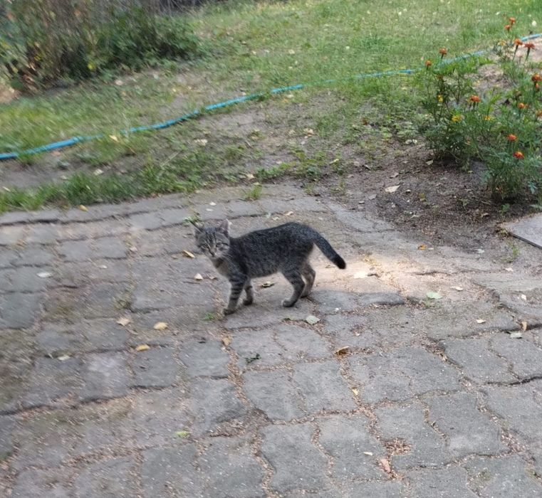 Oddam 4 kocięta ok 5 mies.