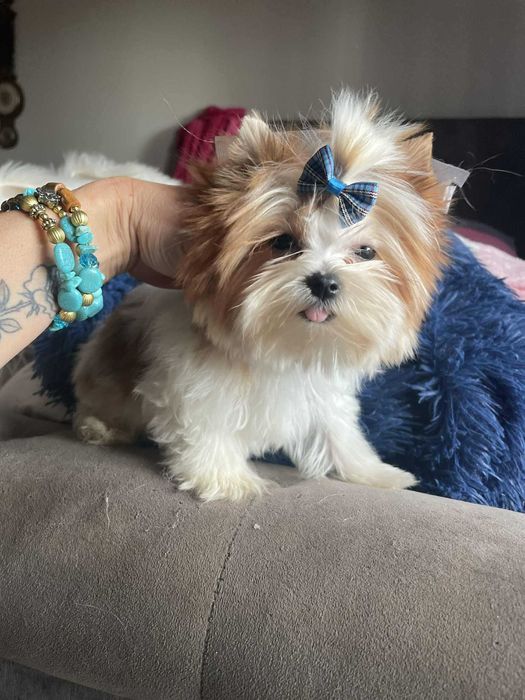 Golddust Yorkshire terrier minaturka biewer chlopak