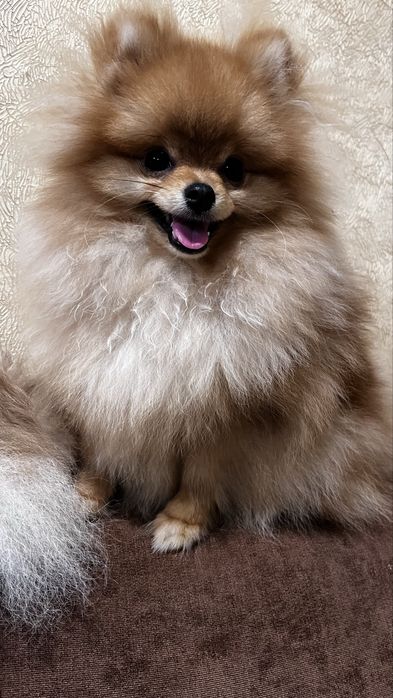 Шпіц померанський міні.