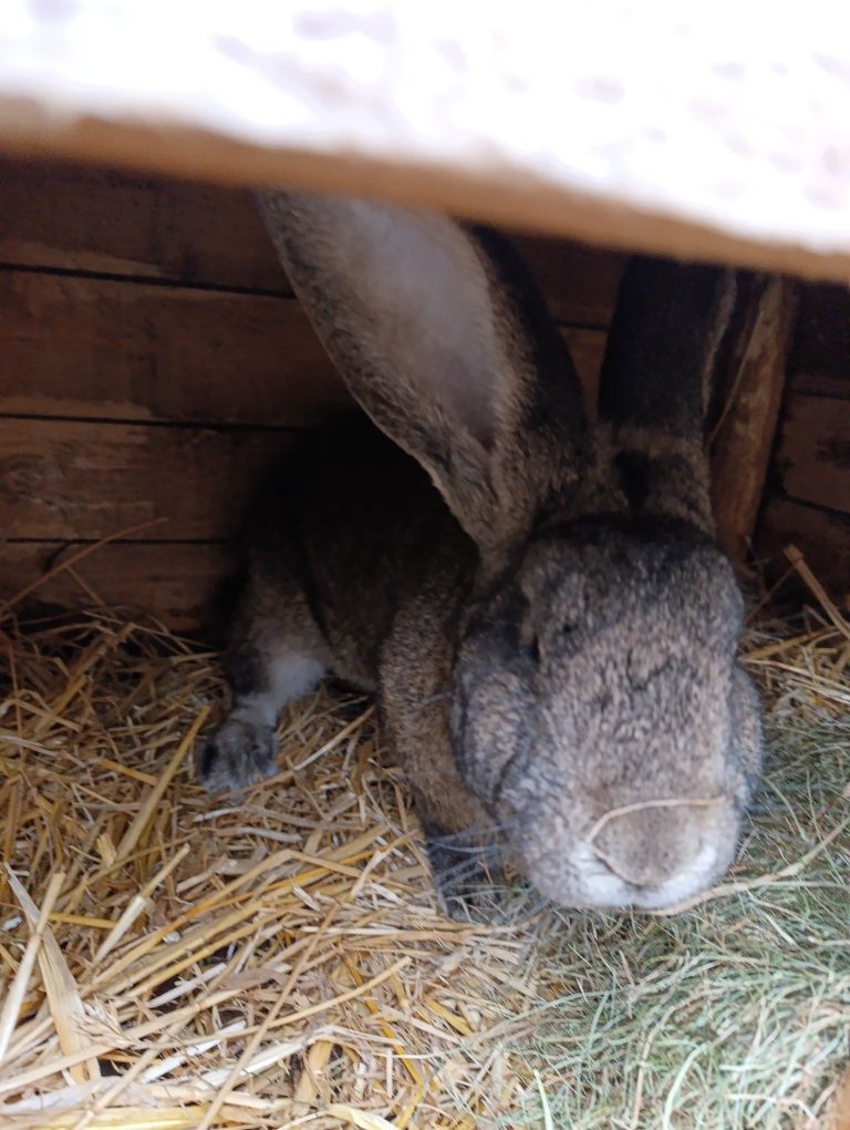 Belgi  sprzedam polecam
