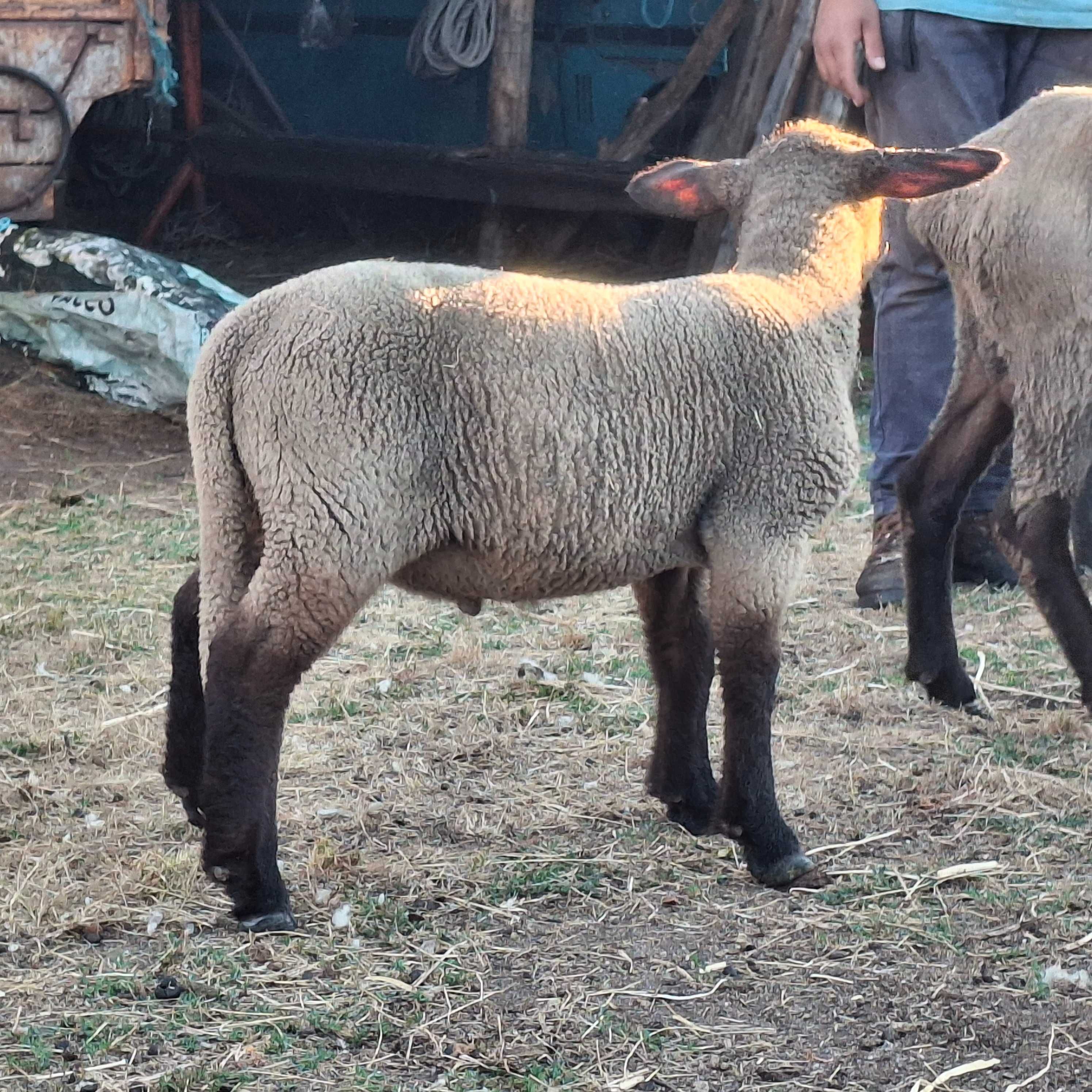 Borrego cruzado suffolk