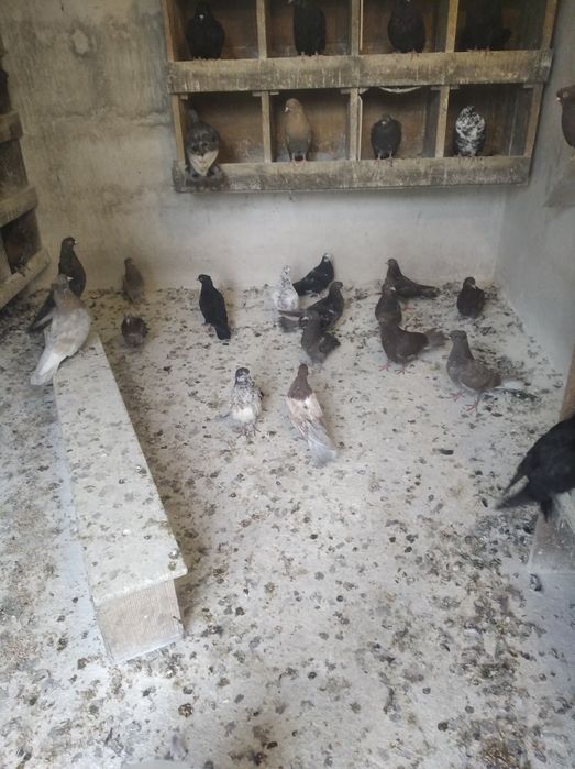 Gołębie szaryki orliki 15 zł