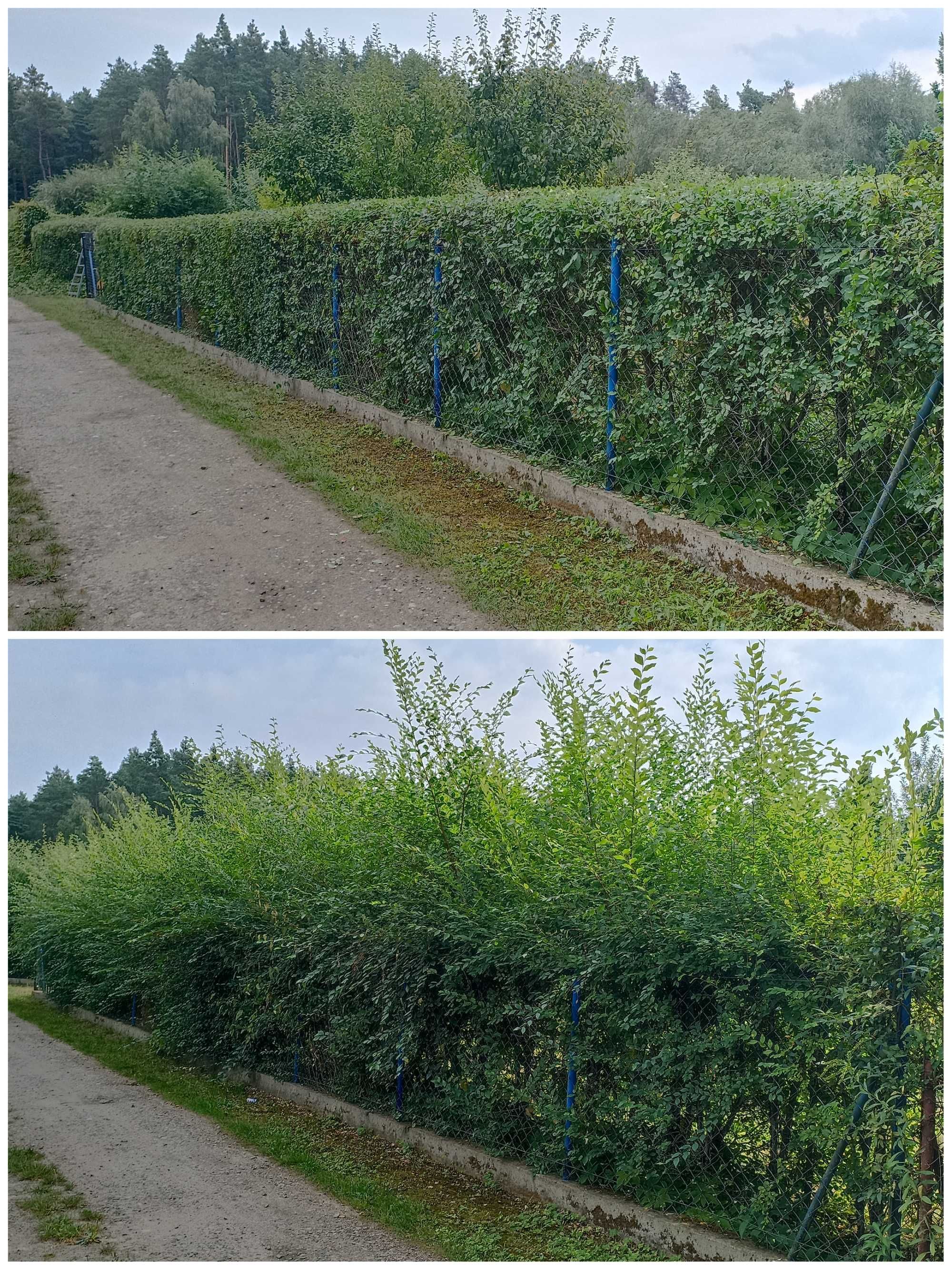 Pielęgnacja ogrodu - renowacja trawnika, wycinka drzew, karczowanie
