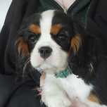 Cavalier King Charles Spaniel