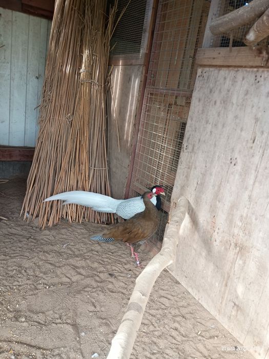 Bażanty kiścia srebrzystego