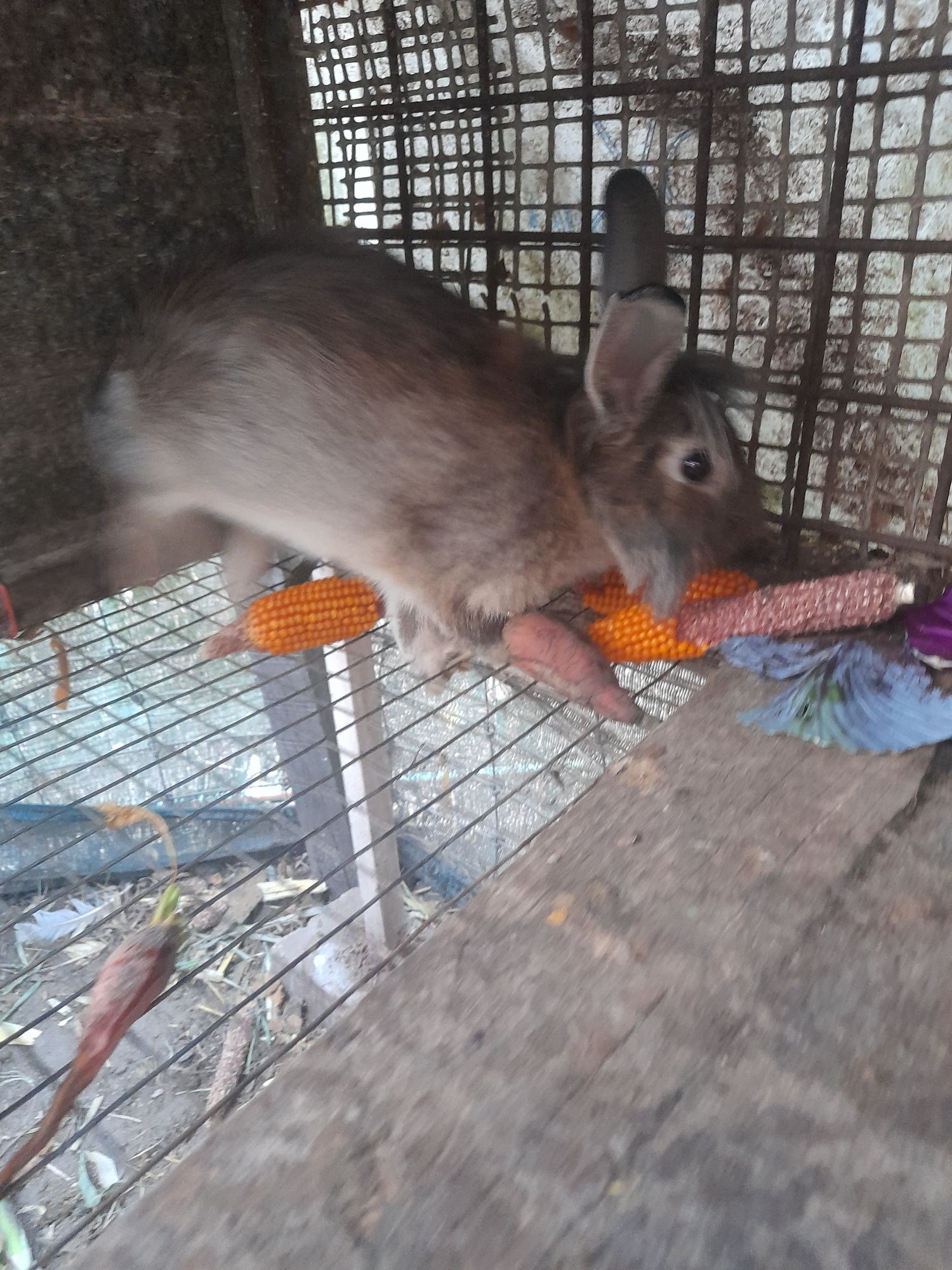 Vendo coelha cheia e macho