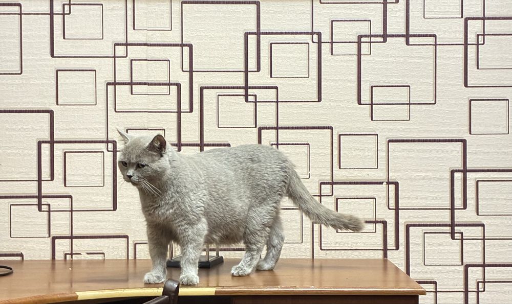 Шотландська кішечка