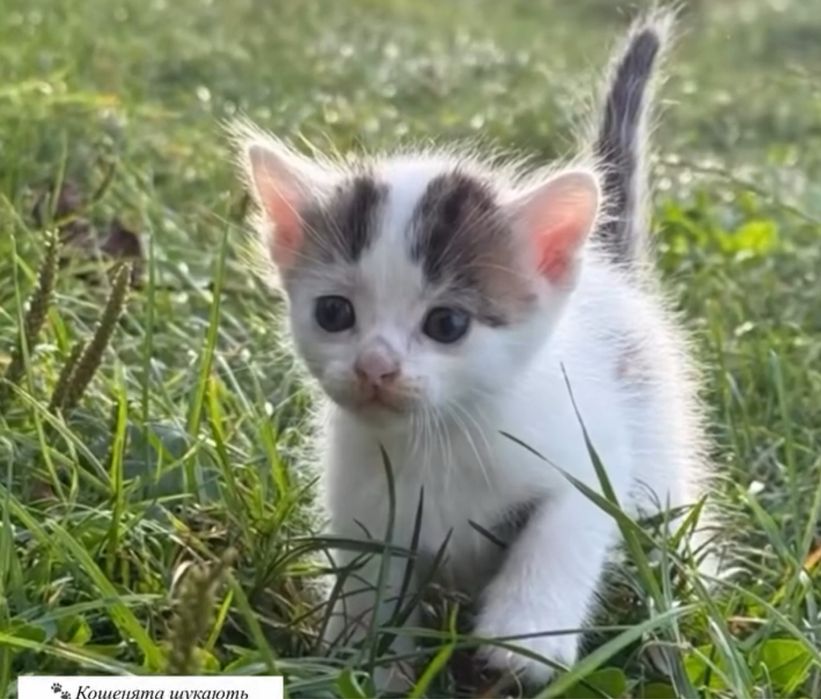 Кошенята шукають домівку