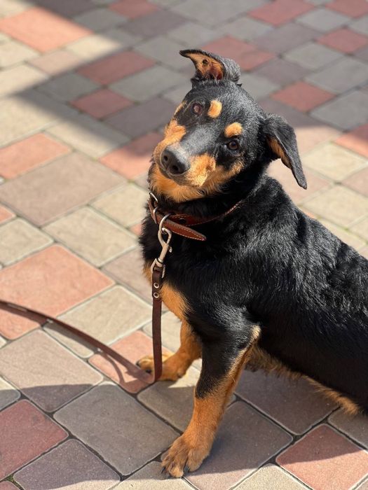 Підрощений песик - Добрим людям.