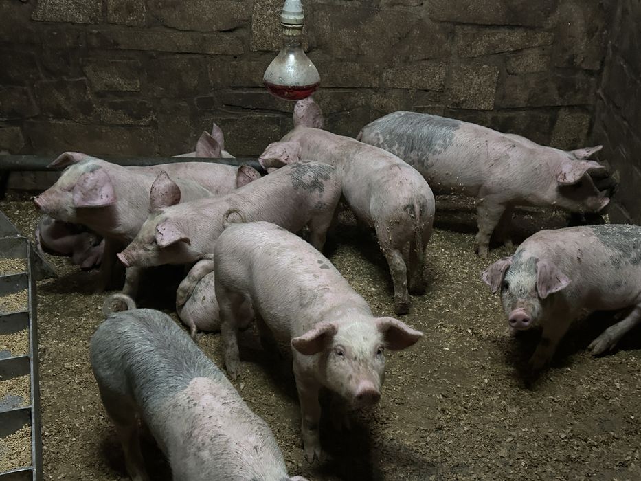 Leitoes bisaros ideal para assar ou criar