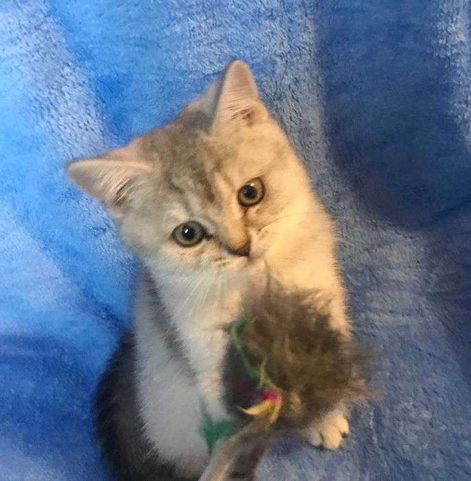 Очень умная чистокровная шотландская девочка тикированная шиншилла