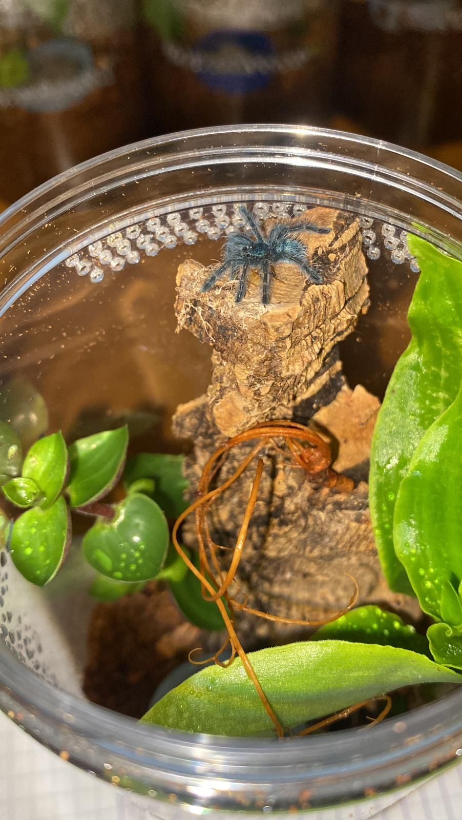 Caribena versicolor L2 + pojemnik + karaczany