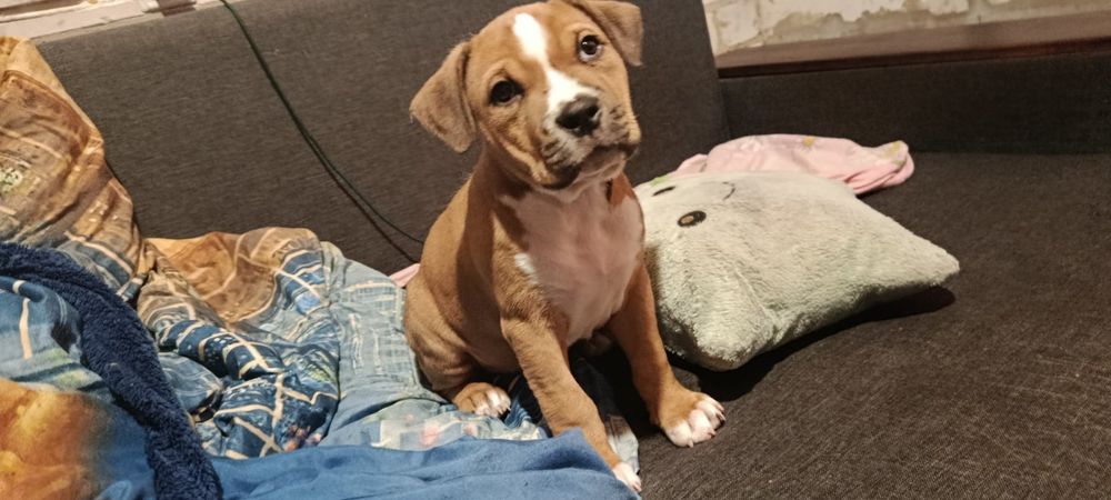 Продам щенка Американского Стаффордширшидского терьера.