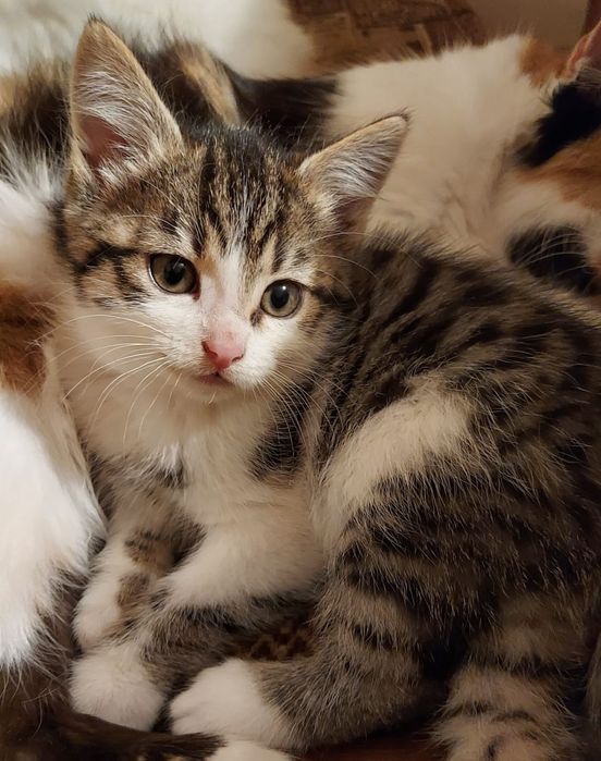 Bura kotka szuka domu