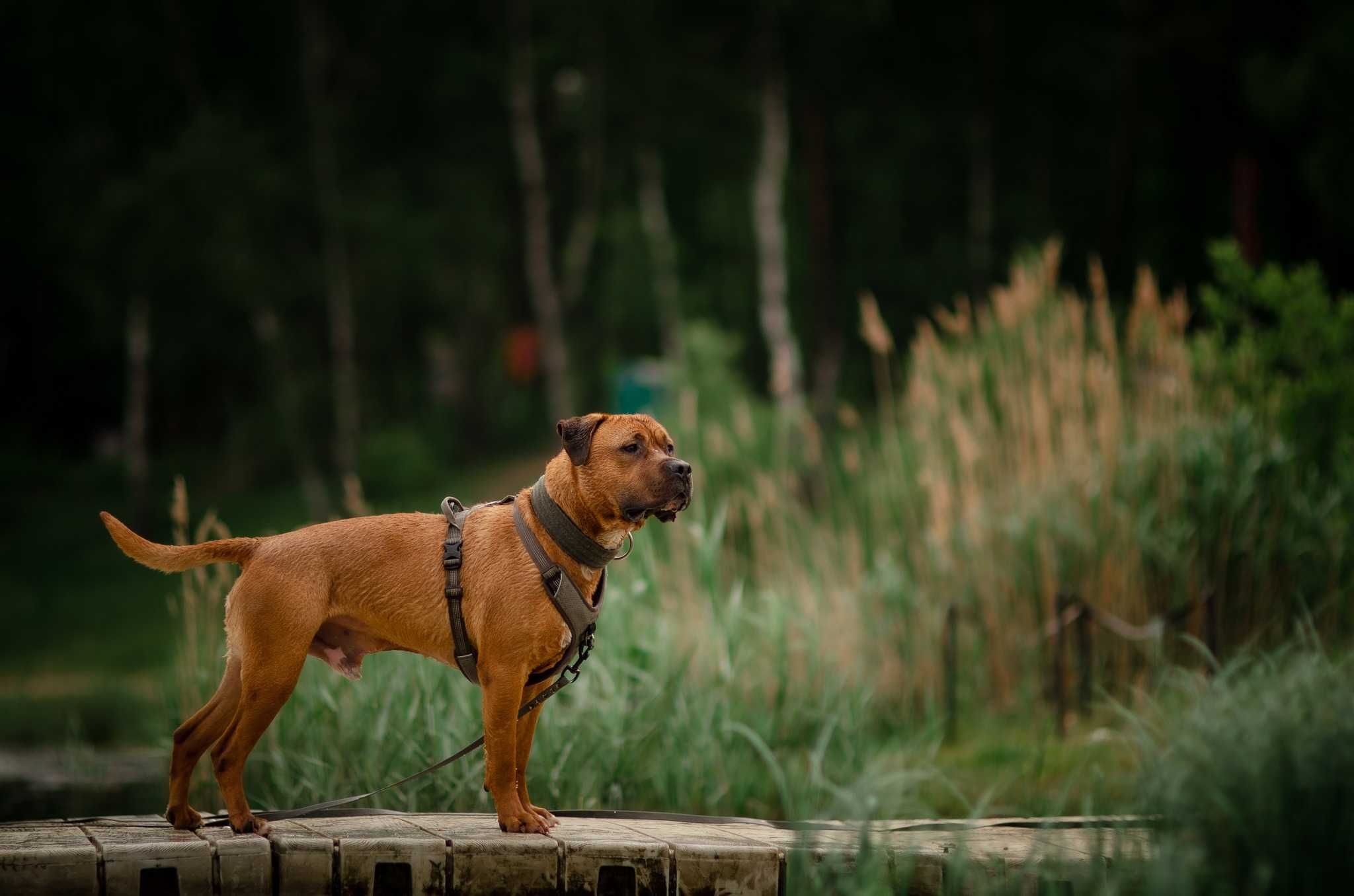 Clyde psiak w typie pitbull szuka fajnej rodziny. Czy to wy?