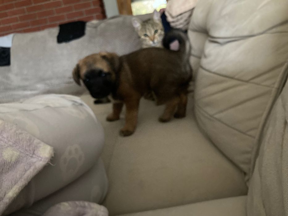 Oddam za darmo suczkę