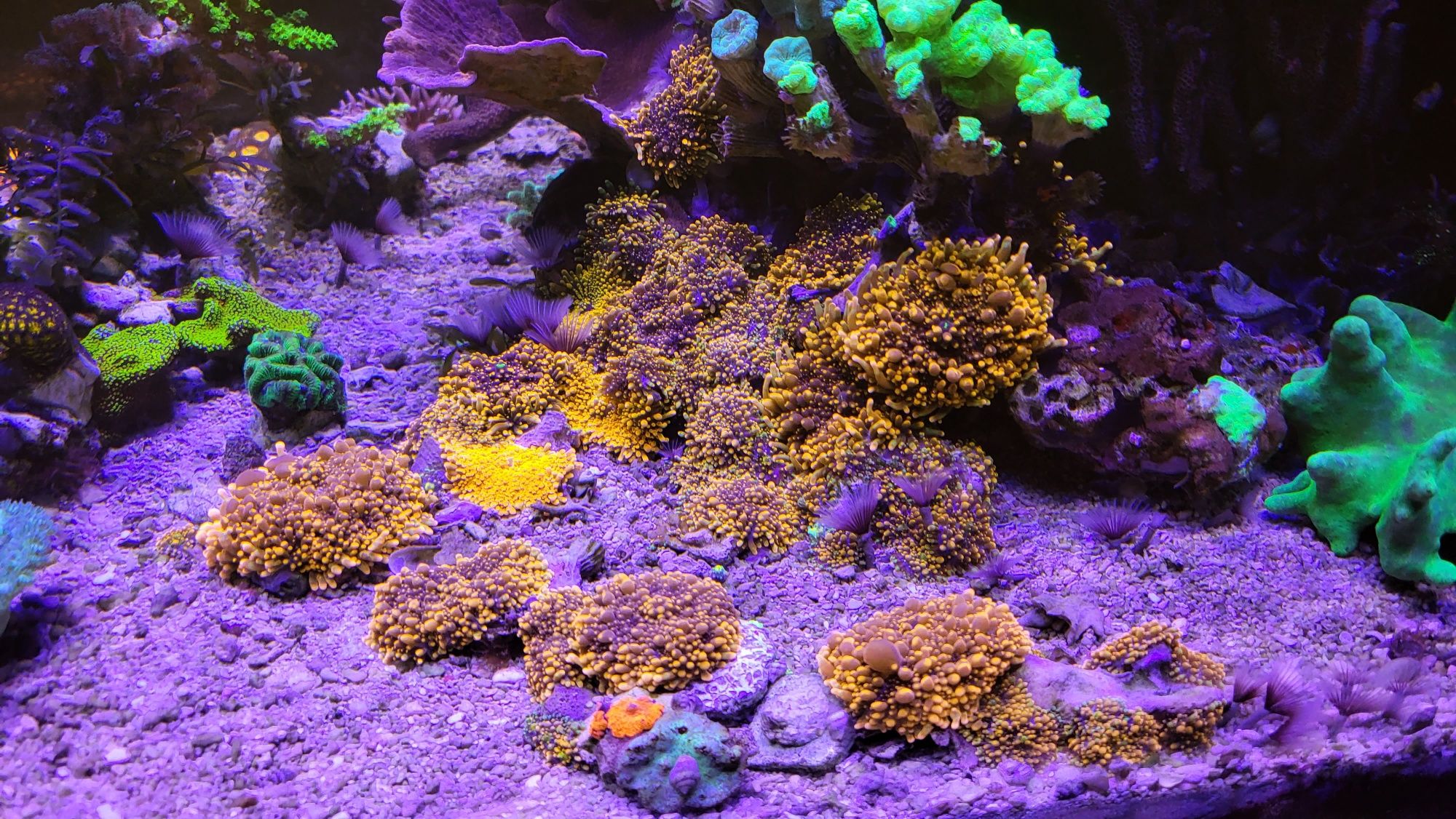 Ricordea Yuma koral mięki koralowiec morski
