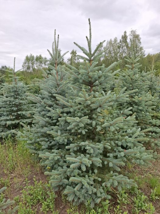 Choinki - świerk srebrny plantacja