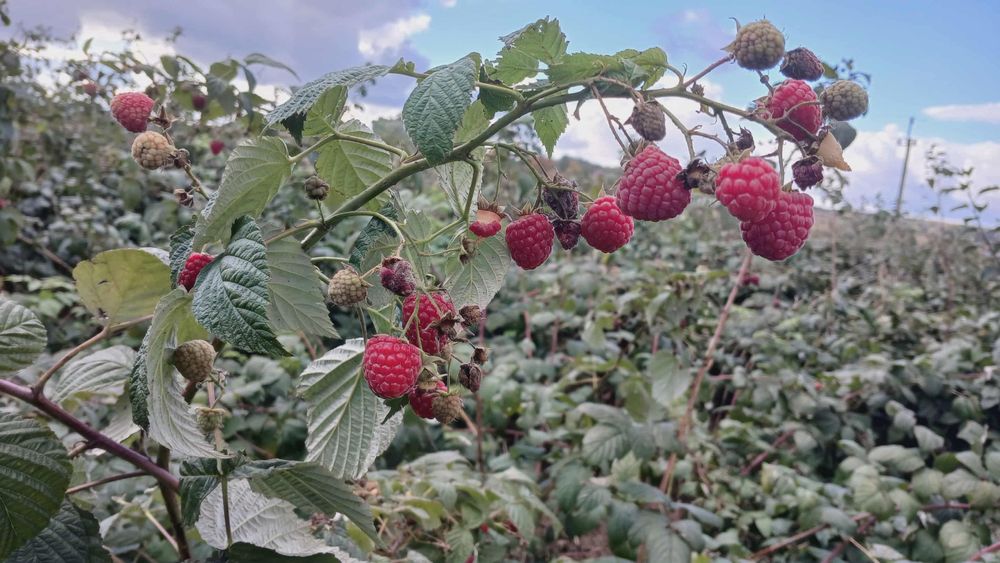 Sadzonki malin jesiennych Odmiana Polonez i Mapema