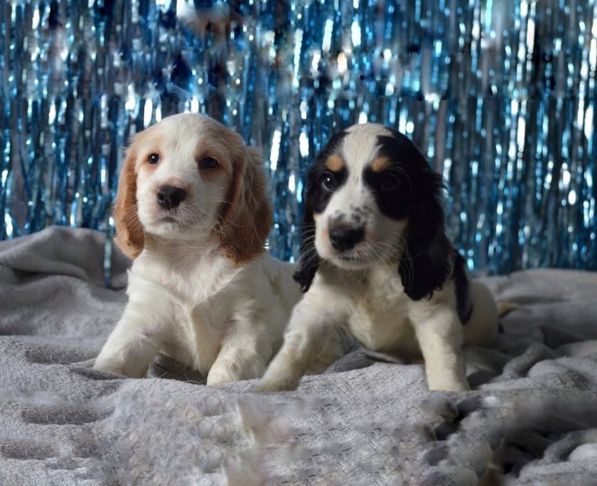 Російський спаніель вʼязка