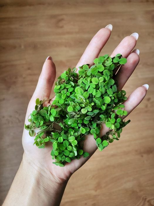 Salwinia, pokarm dla żółwi, salvinia natans, roślina pływająca