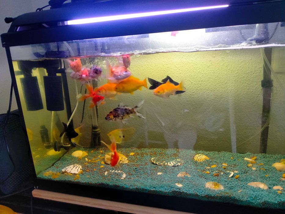 Vendo peixes água fria