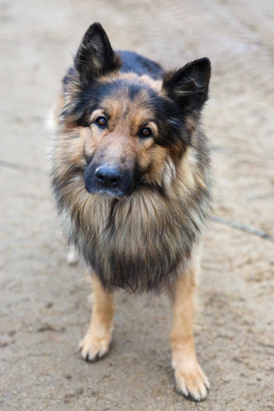 Piesek około 6 lat
