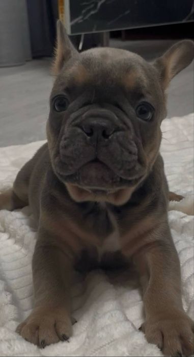 Малюки французького бульдога