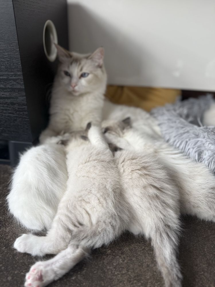 Ragdoll