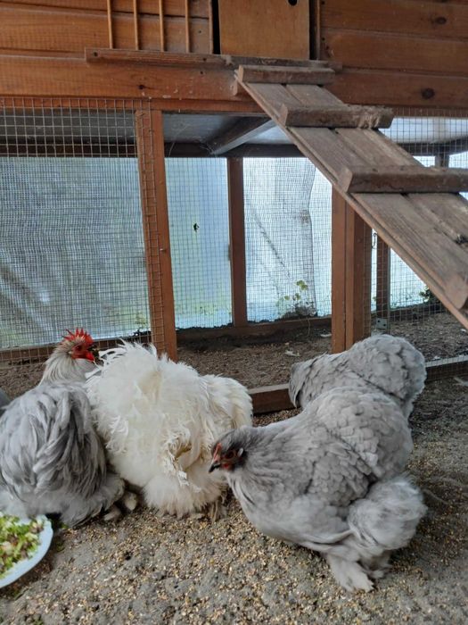 karzelek kochin karzelki kochiny mlodziez