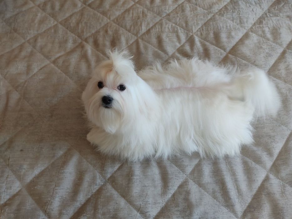 Хлопчик Арчі. 7 місяців. Львів