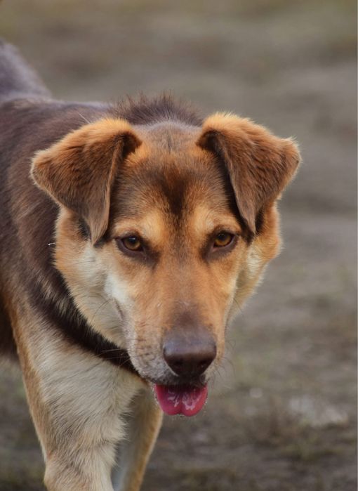 Karat - piękny samiec pilnie wypatruje domu!