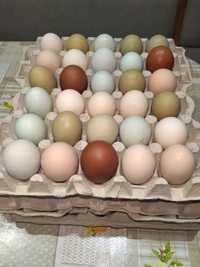 Jaja lęgowe - Wyandotte + MIX, kolorowe