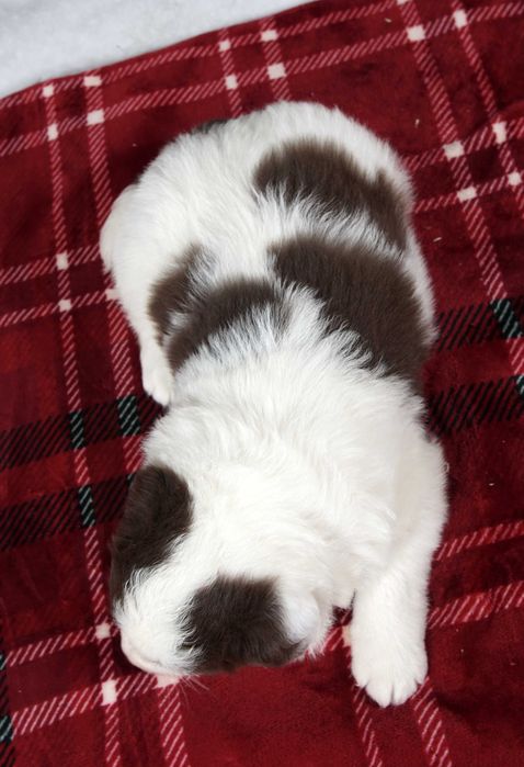 Border collie piesek czekoladowo biały po zdrowych rodzicach