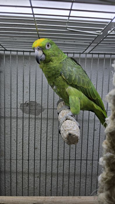 Papagaio Ocrocefalo