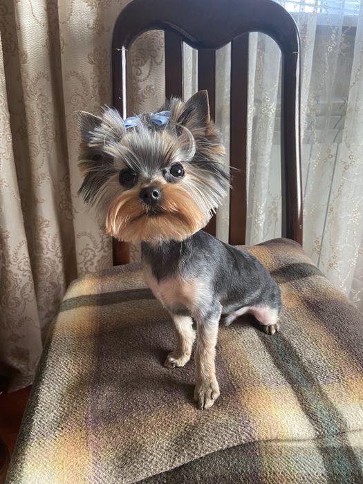 Кавалер пропонує послуги ( вязка йорка)