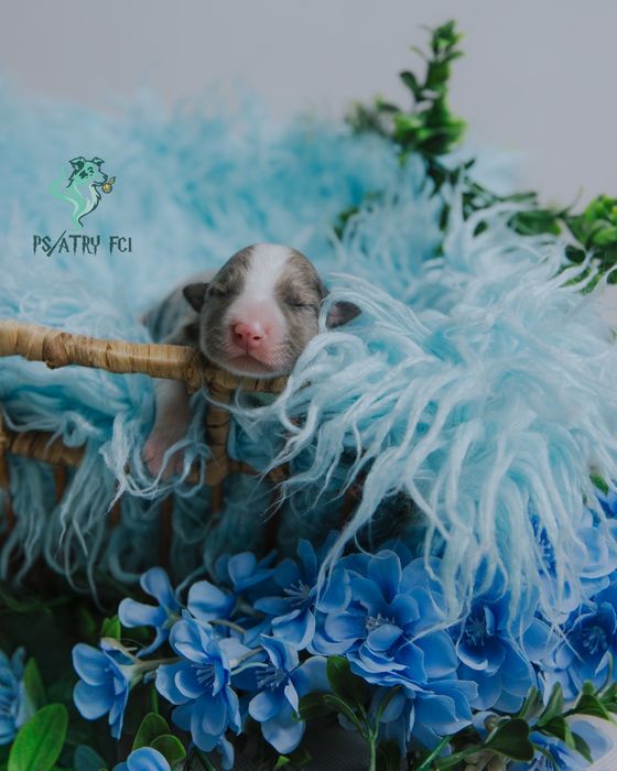 Psiatry FCI Border Collie blue merle chłopiec