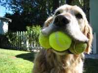 Мячи теннис для собак