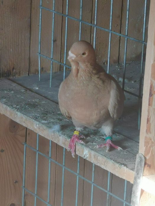 Pombo Mariolinha