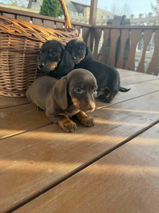 Jamnik krótkowłosy