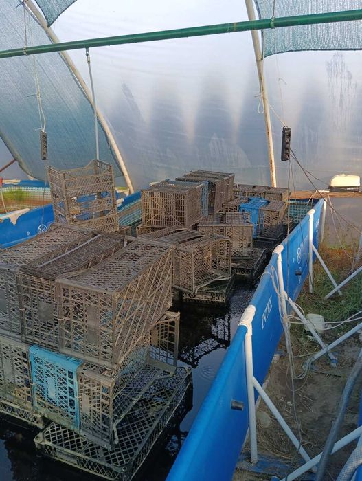 Комплект обладнання для вирощування креветки Макробрахіум Розенберга