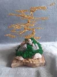 Drzewko szczęścia (bonsai)