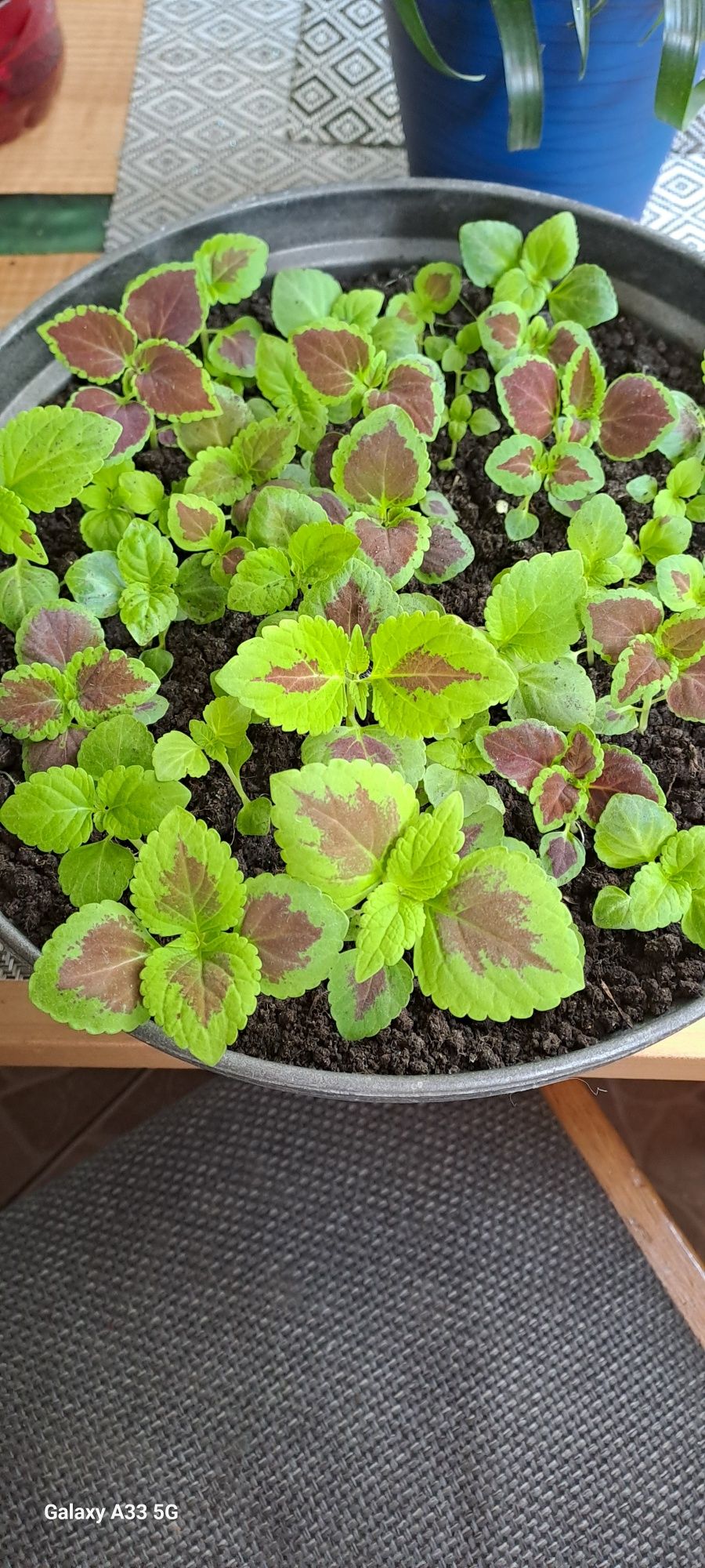 Coleus/Pokrzywka