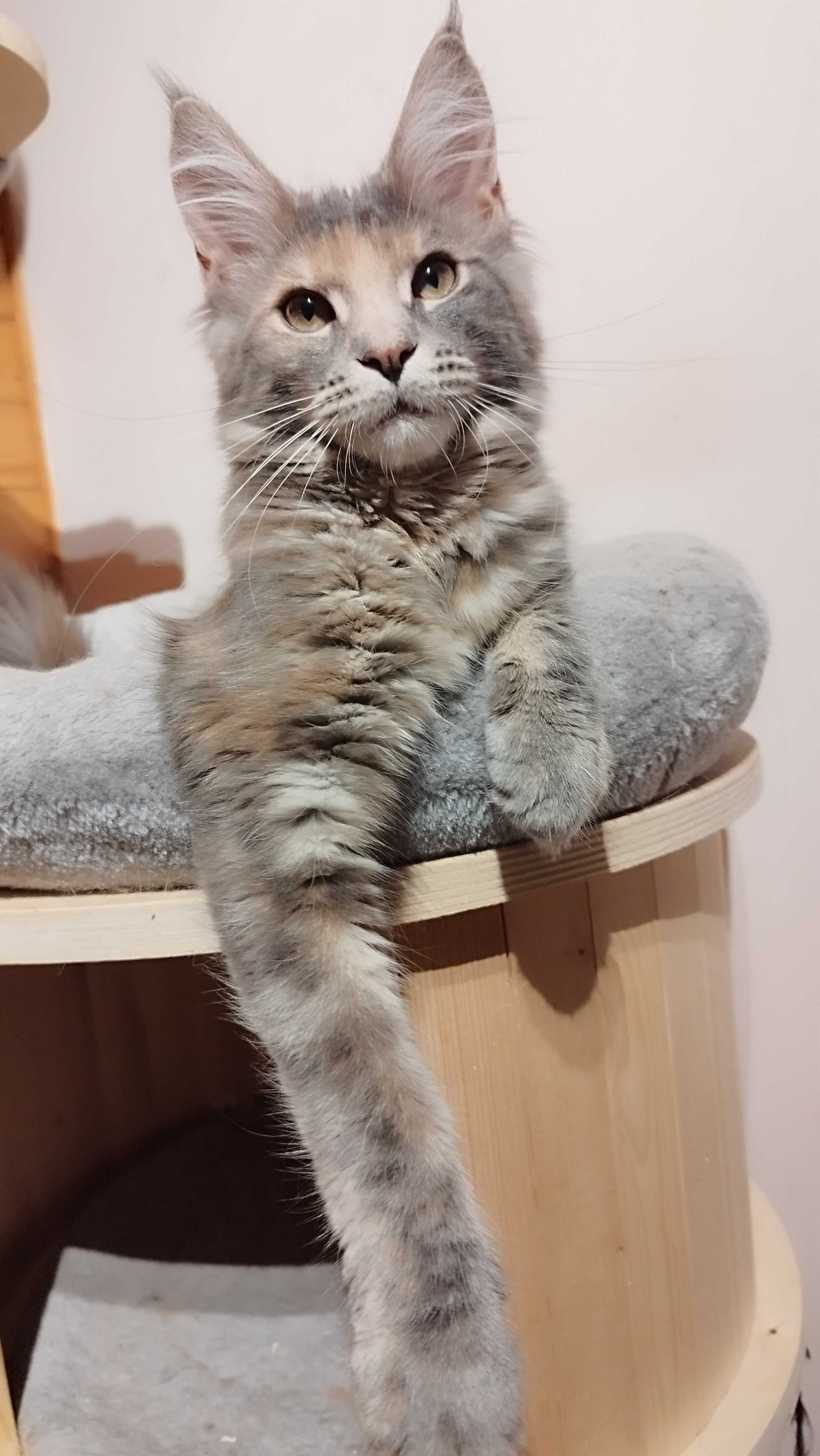Koteczka Zoja Maine coon