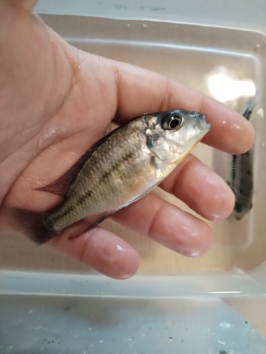 Protomelas taeniolatus red empress